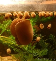 Продаются малыши креветок, улиток ампулярий и моллинезии - Изображение #4, Объявление #1348808