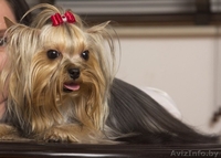 Очаровательный щенок йоркшиоского терьера - Изображение #3, Объявление #1357760