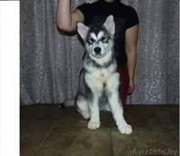 Щенки аляскинского маламута (питомник, документы КСУ) - Изображение #1, Объявление #1370698