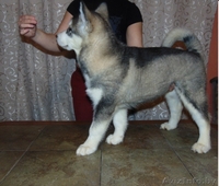 Щенки аляскинского маламута (питомник, документы КСУ) - Изображение #2, Объявление #1370698