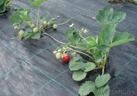 Агроткань мульчирование и защита - Изображение #4, Объявление #1399057