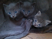 Мальчики и девочка ищут свои семьи - Изображение #3, Объявление #1441293