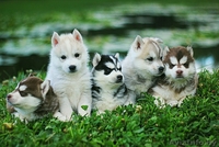 Шикарные щенки Сибирских Хаски - Изображение #3, Объявление #1488905