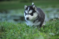 Шикарные щенки Сибирских Хаски - Изображение #6, Объявление #1488905