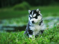 Шикарные щенки Сибирских Хаски - Изображение #7, Объявление #1488905