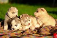 Хаски Щенки - импортные крови - Изображение #1, Объявление #1488909