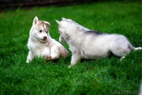 Хаски Щенки - импортные крови - Изображение #4, Объявление #1488909