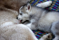 Хаски Щенки - импортные крови - Изображение #5, Объявление #1488909