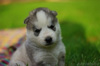 Хаски Щенки - импортные крови - Изображение #7, Объявление #1488909