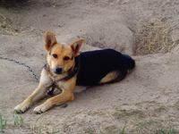 Эти глаза никогда не обманут. - Изображение #7, Объявление #1497603