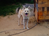 Щенки в подарок - Изображение #2, Объявление #1497606