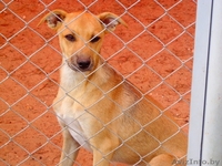 Щенки в подарок - Изображение #4, Объявление #1497606