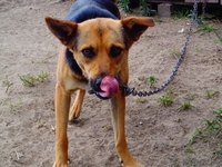 Щенки в подарок - Изображение #5, Объявление #1497606