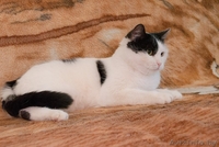 Кошка Мила, 1,5 года. Стерилизована, привита. - Изображение #3, Объявление #1497266