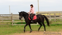 Конно-спортивный клуб "Успех" (верховая езда, обучение,выезд в поля, фотосесии - Изображение #3, Объявление #1494691