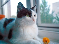 Кошка Мила, 1,5 года. Стерилизована, привита. - Изображение #1, Объявление #1497266