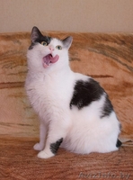 Кошка Мила, 1,5 года. Стерилизована, привита. - Изображение #2, Объявление #1497266