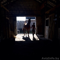 Конно-спортивный клуб "Успех" (верховая езда, обучение,выезд в поля, фотосесии - Изображение #4, Объявление #1494691