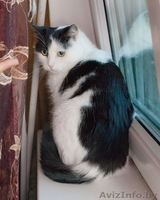 Кошка Мила, 1,5 года. Стерилизована, привита. - Изображение #4, Объявление #1497266