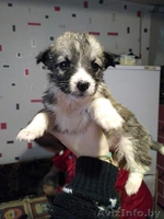 Друг для пенсионера (щеночки от маленькой собачки) - Изображение #1, Объявление #1513320