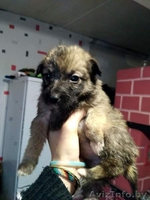 Друг для пенсионера (щеночки от маленькой собачки) - Изображение #3, Объявление #1513320