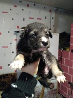 Друг для пенсионера (щеночки от маленькой собачки) - Изображение #4, Объявление #1513320