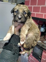 Друг для пенсионера (щеночки от маленькой собачки) - Изображение #5, Объявление #1513320