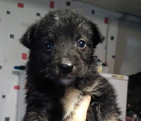 Друг для пенсионера (щеночки от маленькой собачки) - Изображение #6, Объявление #1513320