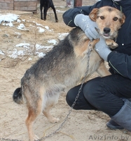 Здоровые, привитые и стерилизованные собачки из приюта - Изображение #1, Объявление #1513364