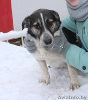 Здоровые, привитые и стерилизованные собачки из приюта - Изображение #2, Объявление #1513364