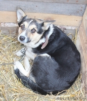 Здоровые, привитые и стерилизованные собачки из приюта - Изображение #3, Объявление #1513364