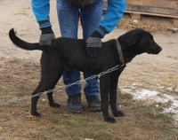 Здоровые, привитые и стерилизованные собачки из приюта - Изображение #8, Объявление #1513364