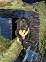 Привитые, зоровые щенки в дар - Изображение #2, Объявление #1521336