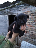 Привитые, зоровые щенки в дар - Изображение #3, Объявление #1521336