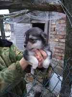 Привитые, зоровые щенки в дар - Изображение #5, Объявление #1521336