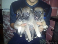 Привитые, зоровые щенки в дар - Изображение #6, Объявление #1521336