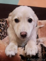 Привитые, зоровые щенки в дар - Изображение #7, Объявление #1521336