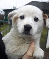 Привитые, зоровые щенки в дар - Изображение #8, Объявление #1521336