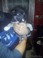 Привитые, зоровые щенки в дар - Изображение #9, Объявление #1521336