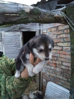 Привитые, зоровые щенки в дар - Изображение #10, Объявление #1521336