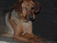 Верный и надежный охранник для вашего дома и имущества - Изображение #1, Объявление #1521338