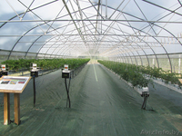 Пленка для теплиц PATILUX - Изображение #4, Объявление #1529053