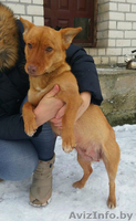 Рыжик ищет дом с хозяевами - Изображение #2, Объявление #1539239