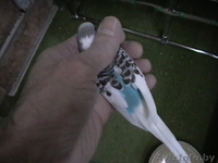 продам волнистых попугая, попугаев - Изображение #5, Объявление #1570109