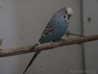 продам волнистых попугая, попугаев - Изображение #1, Объявление #1570109