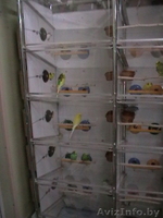 продам волнистых попугая, попугаев - Изображение #2, Объявление #1570109