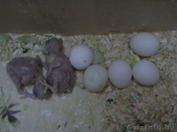 продам волнистых попугая, попугаев - Изображение #6, Объявление #1570109