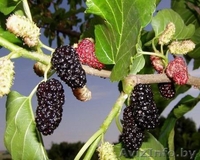 Шелковица саженцы сортовые - Изображение #3, Объявление #1581962