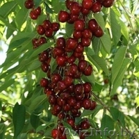 Колоновидные абрикосы, персики, вишни, черешни, сливы, груши, яблони 1 - Изображение #8, Объявление #1581959