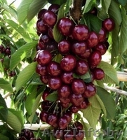 Колоновидные абрикосы, персики, вишни, черешни, сливы, груши, яблони 1 - Изображение #1, Объявление #1581959